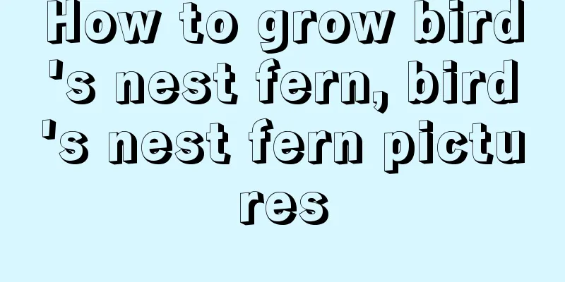 How to grow bird's nest fern, bird's nest fern pictures