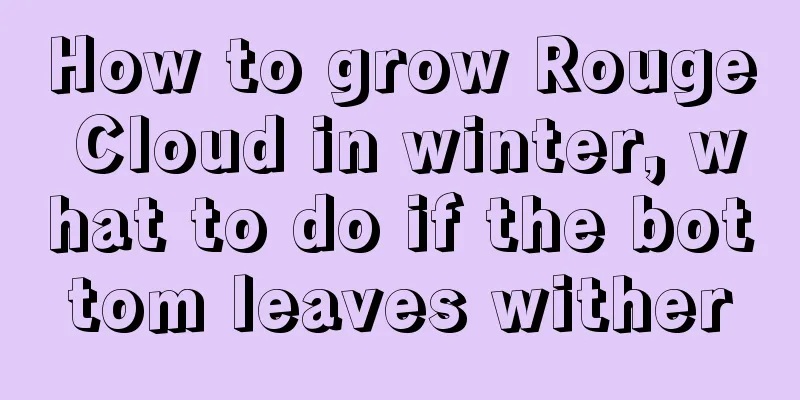 How to grow Rouge Cloud in winter, what to do if the bottom leaves wither