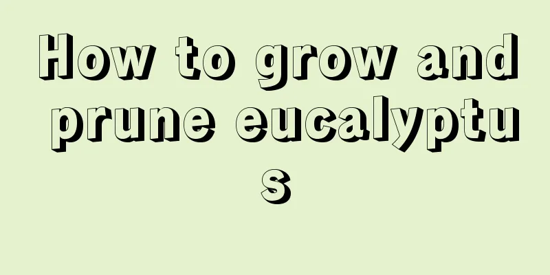 How to grow and prune eucalyptus