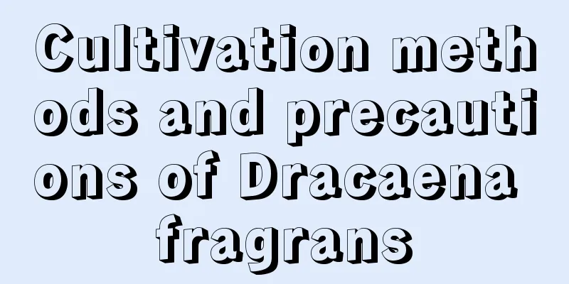 Cultivation methods and precautions of Dracaena fragrans