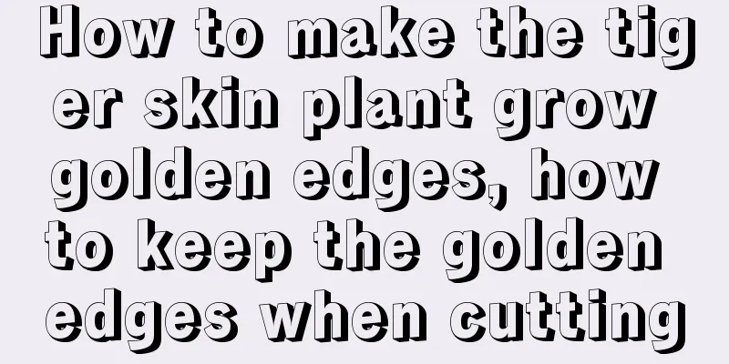 How to make the tiger skin plant grow golden edges, how to keep the golden edges when cutting