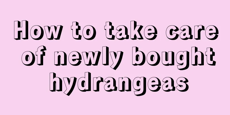 How to take care of newly bought hydrangeas