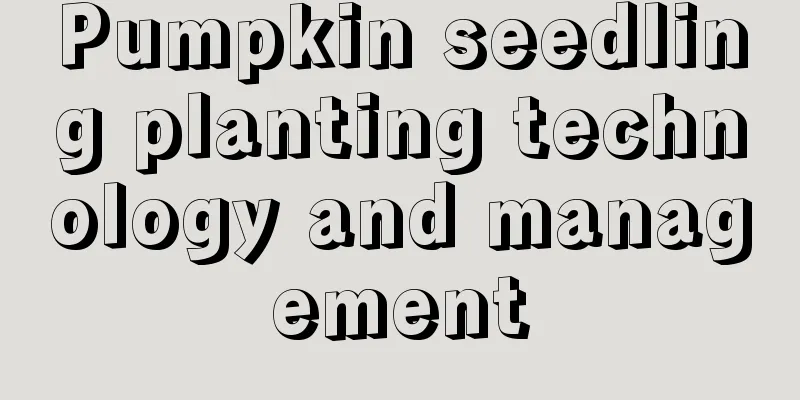 Pumpkin seedling planting technology and management