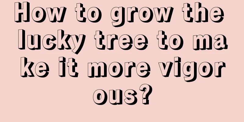 How to grow the lucky tree to make it more vigorous?