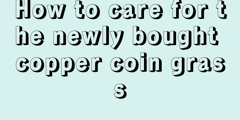 How to care for the newly bought copper coin grass