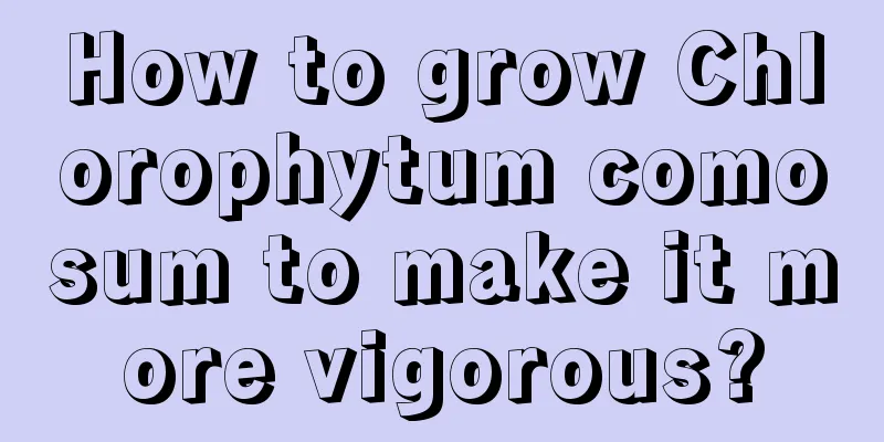 How to grow Chlorophytum comosum to make it more vigorous?