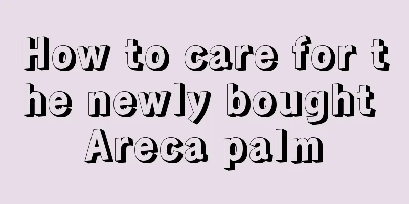 How to care for the newly bought Areca palm