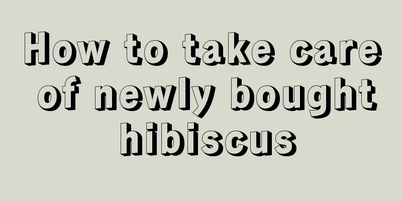 How to take care of newly bought hibiscus