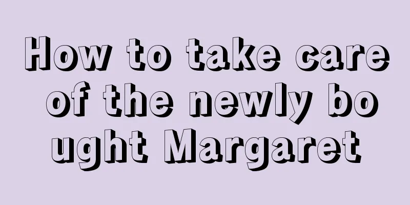 How to take care of the newly bought Margaret