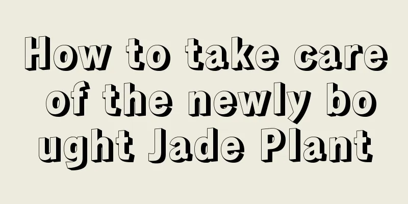 How to take care of the newly bought Jade Plant