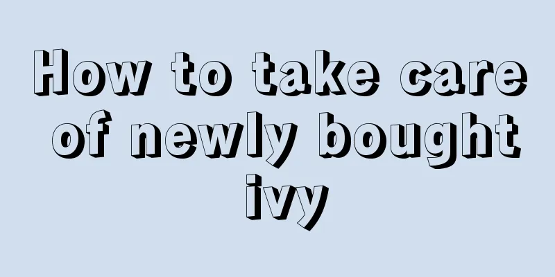 How to take care of newly bought ivy