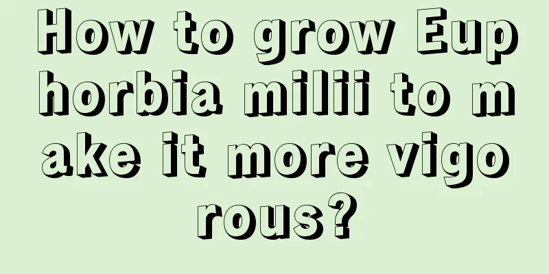 How to grow Euphorbia milii to make it more vigorous?