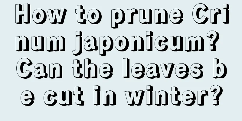 How to prune Crinum japonicum? Can the leaves be cut in winter?