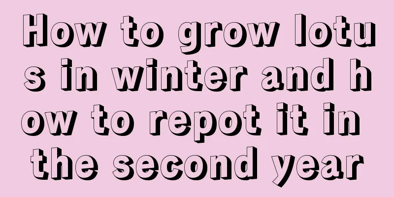 How to grow lotus in winter and how to repot it in the second year