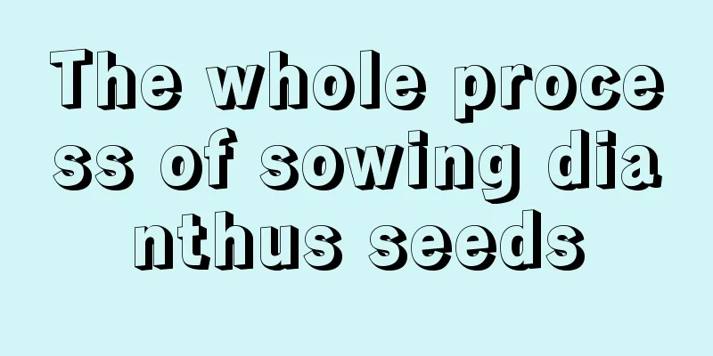 The whole process of sowing dianthus seeds