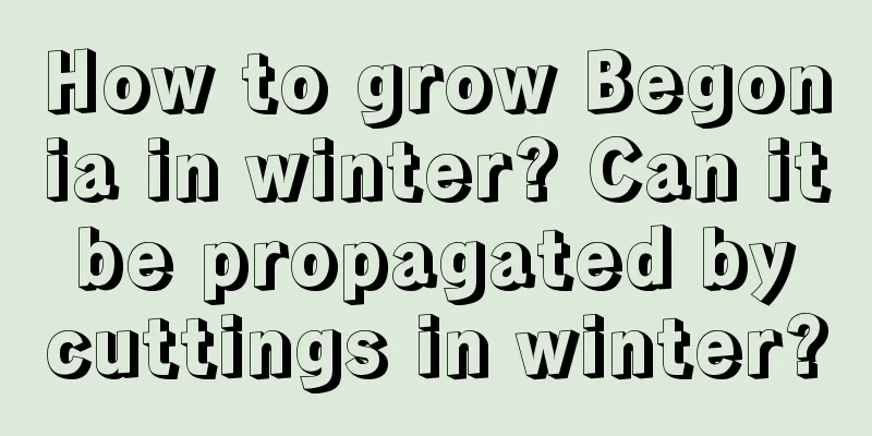 How to grow Begonia in winter? Can it be propagated by cuttings in winter?