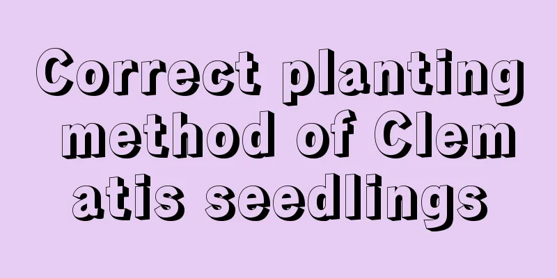 Correct planting method of Clematis seedlings