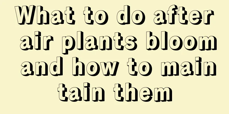 What to do after air plants bloom and how to maintain them