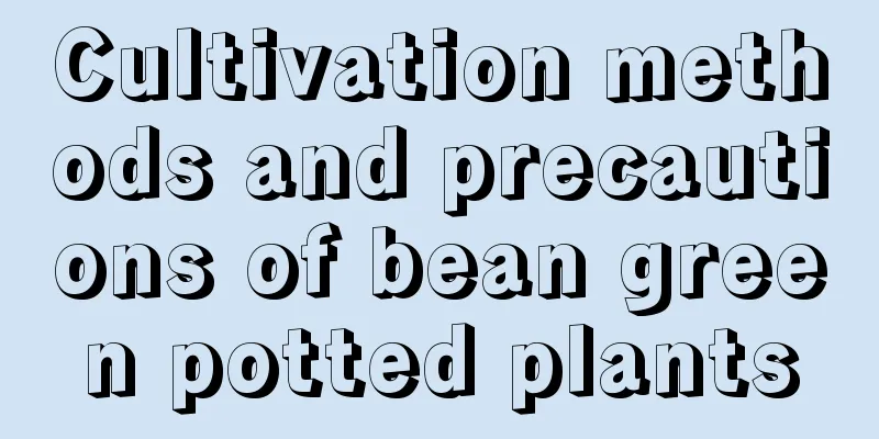 Cultivation methods and precautions of bean green potted plants