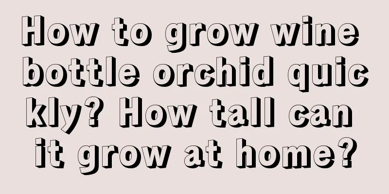 How to grow wine bottle orchid quickly? How tall can it grow at home?