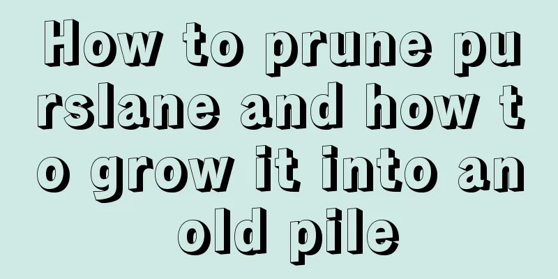 How to prune purslane and how to grow it into an old pile