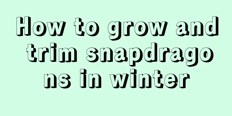 How to grow and trim snapdragons in winter