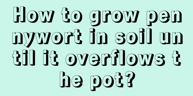 How to grow pennywort in soil until it overflows the pot?