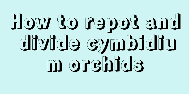 How to repot and divide cymbidium orchids