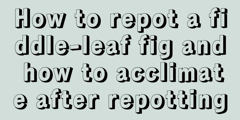 How to repot a fiddle-leaf fig and how to acclimate after repotting