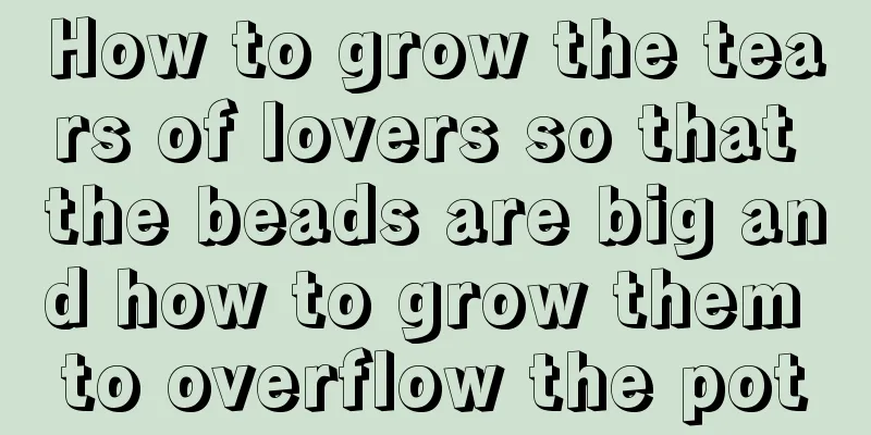 How to grow the tears of lovers so that the beads are big and how to grow them to overflow the pot