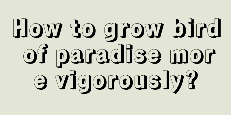 How to grow bird of paradise more vigorously?