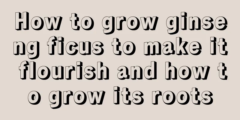 How to grow ginseng ficus to make it flourish and how to grow its roots