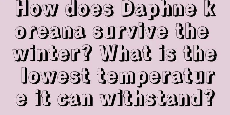 How does Daphne koreana survive the winter? What is the lowest temperature it can withstand?