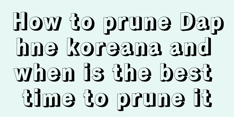 How to prune Daphne koreana and when is the best time to prune it