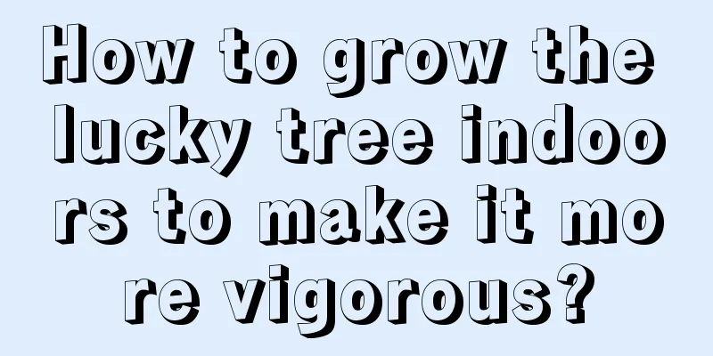 How to grow the lucky tree indoors to make it more vigorous?