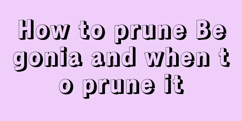 How to prune Begonia and when to prune it