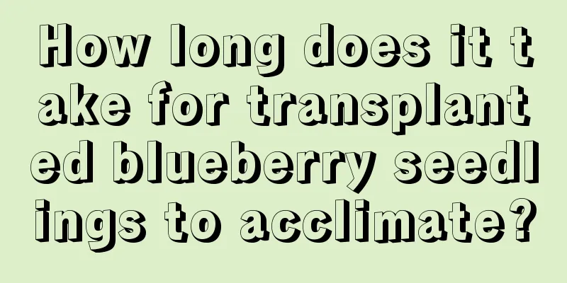 How long does it take for transplanted blueberry seedlings to acclimate?