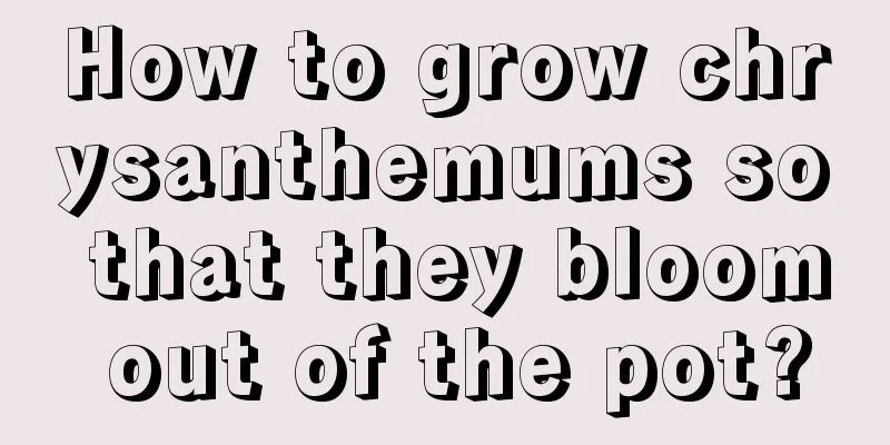 How to grow chrysanthemums so that they bloom out of the pot?