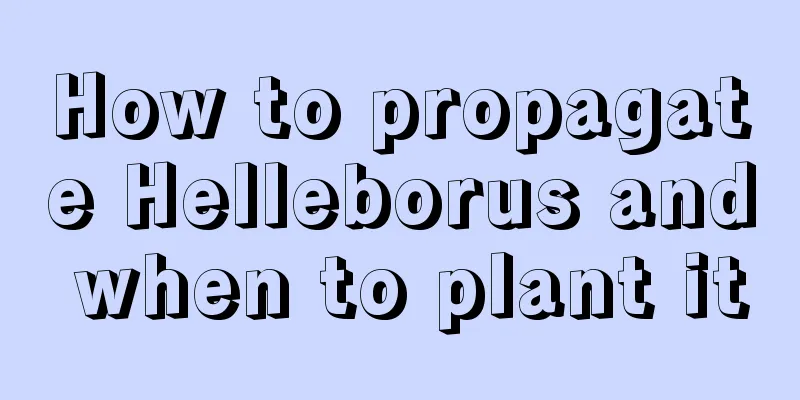 How to propagate Helleborus and when to plant it