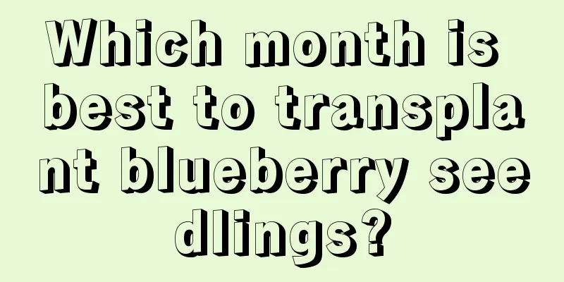 Which month is best to transplant blueberry seedlings?