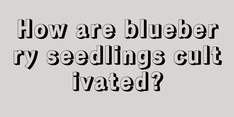 How are blueberry seedlings cultivated?