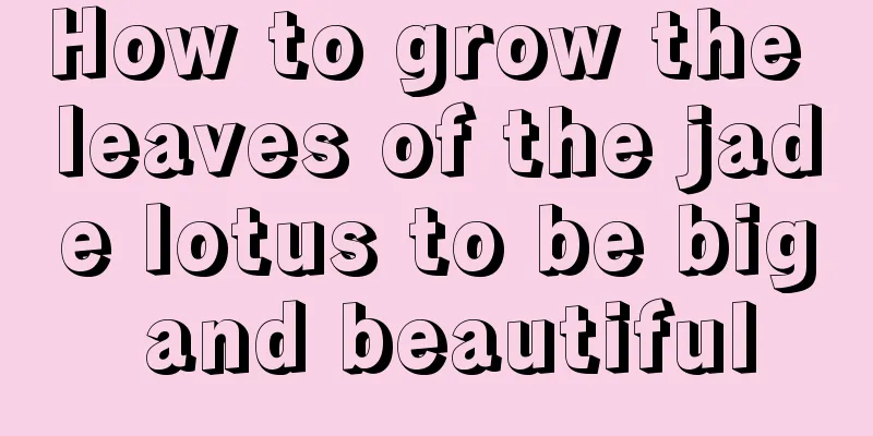 How to grow the leaves of the jade lotus to be big and beautiful