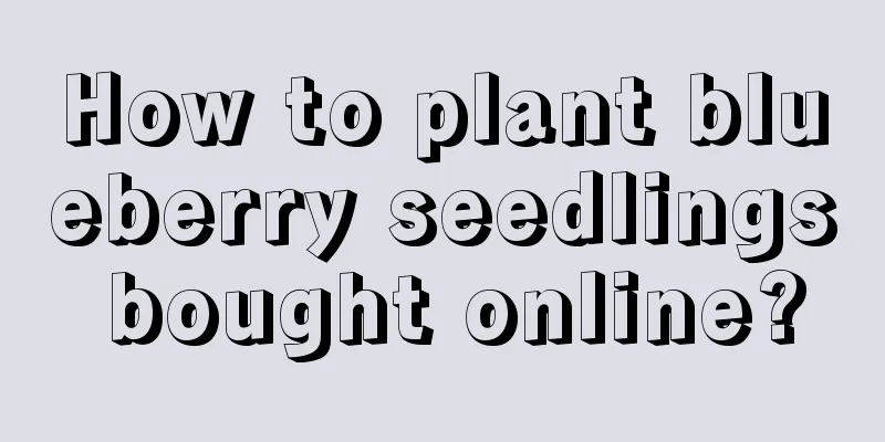 How to plant blueberry seedlings bought online?