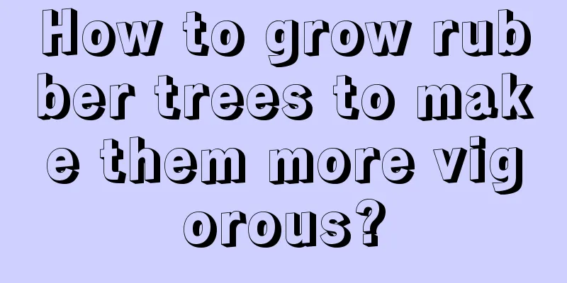 How to grow rubber trees to make them more vigorous?