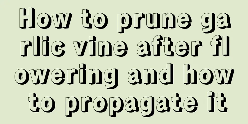 How to prune garlic vine after flowering and how to propagate it