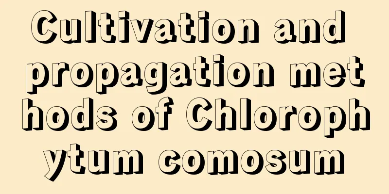 Cultivation and propagation methods of Chlorophytum comosum