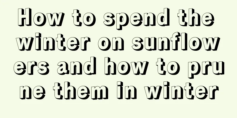 How to spend the winter on sunflowers and how to prune them in winter