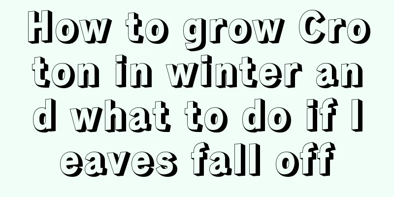 How to grow Croton in winter and what to do if leaves fall off