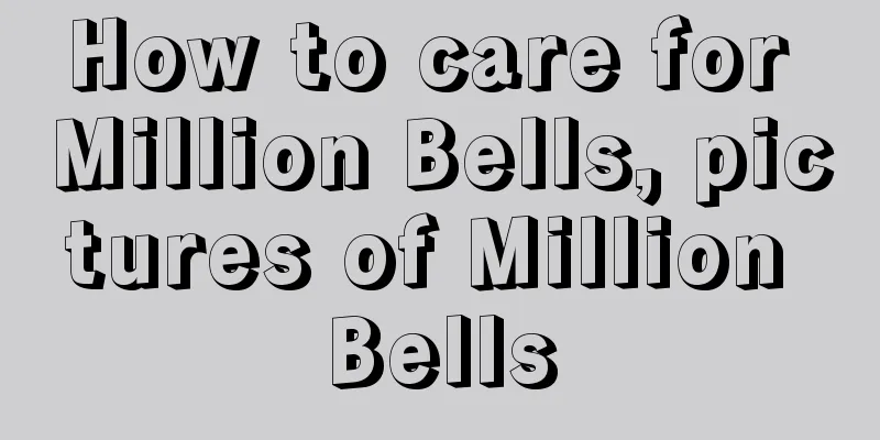 How to care for Million Bells, pictures of Million Bells