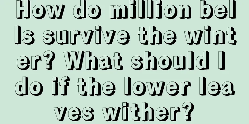 How do million bells survive the winter? What should I do if the lower leaves wither?